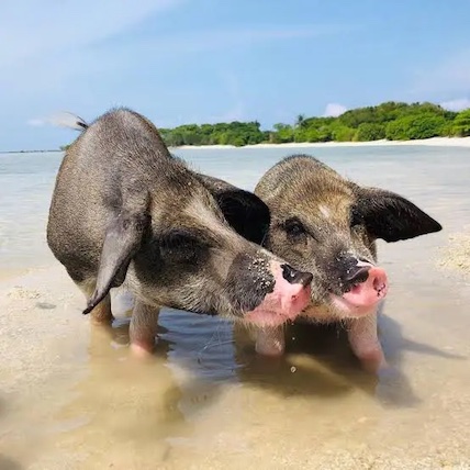 Pig Island Thailand